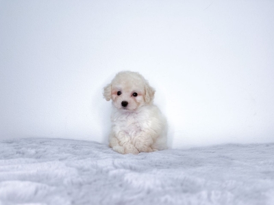 Poodle - White (Female)