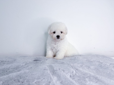 Bichon Frise - White (Male)