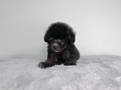 Poodle - Silver (Male)