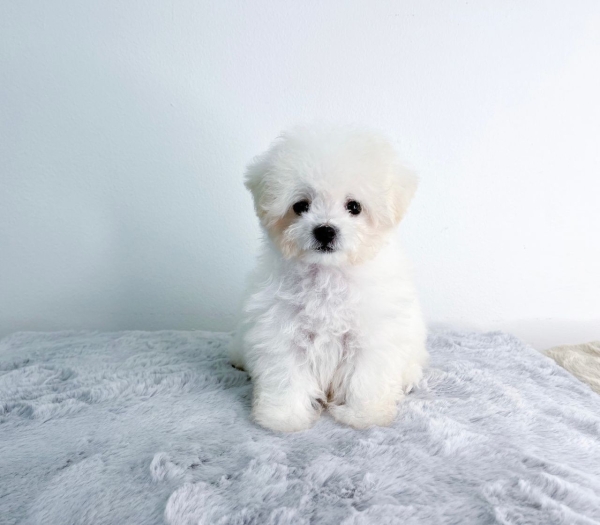 Bichon Frise - White (Male) Available Puppy For Sale/Booking Selangor, Malaysia, Kuala Lumpur (KL), Setia Alam Services | Keegan's Pets (Precious Pet)