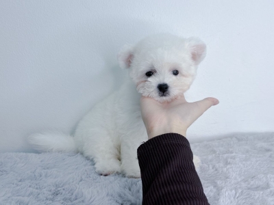 Bichon - White (Male)