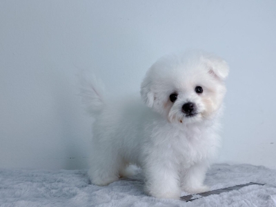 Bichon - White (Male)