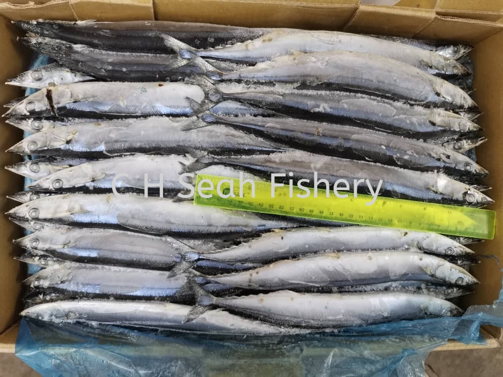 Frozen Sanma Fish Fish Fresh Fish Selangor, Malaysia, Kuala Lumpur (KL ...