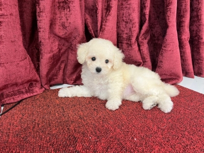 Poodle - White (Female)