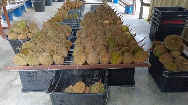 DURIAN SUPPLIER WHOLE FRUIT DURIAN Malaysia, Negeri Sembilan, Lenggeng Supplier, Suppliers, Supply, Supplies | SIN BAN LEE FARM