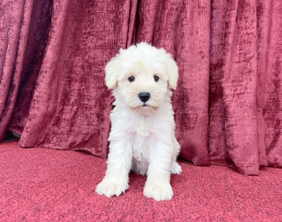 Schnauzer - White (Female)