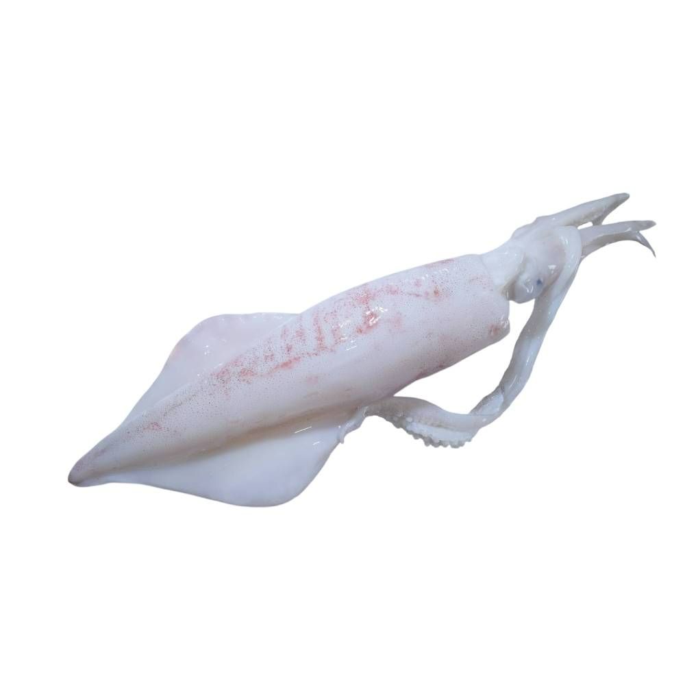 Squid (Small Size) 8-10 Inches
