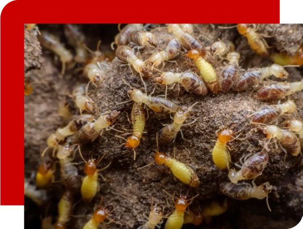 1st Advance Organic Termites Solution