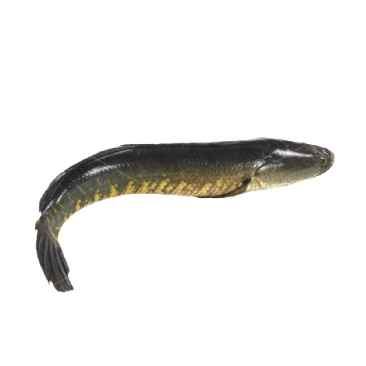 Ikan Haruan/Snakehead Murrel Fish 500g-600g