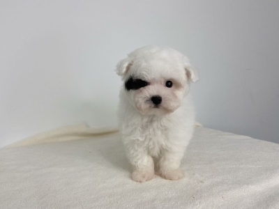 Poodle - White (Male)