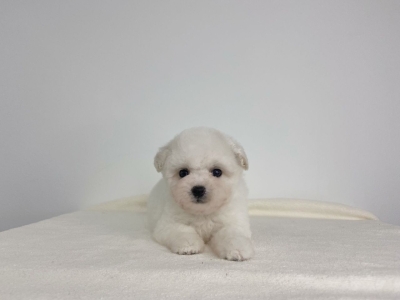 Bichon Frise - White (Female)