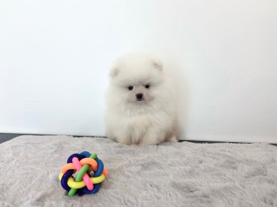 Pomeranian - White (Male)