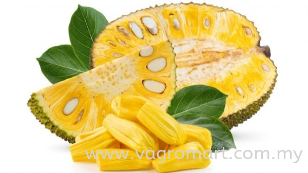 Jackfruit Fruits Malaysia, Kuala Lumpur (KL), Selangor, Penang, Kedah, Sarawak Supplier, Suppliers, Supply, Supplies | FERLAB SDN BHD