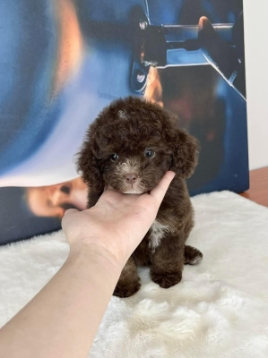 Tiny Toy Poodle - Chocolate (Male)