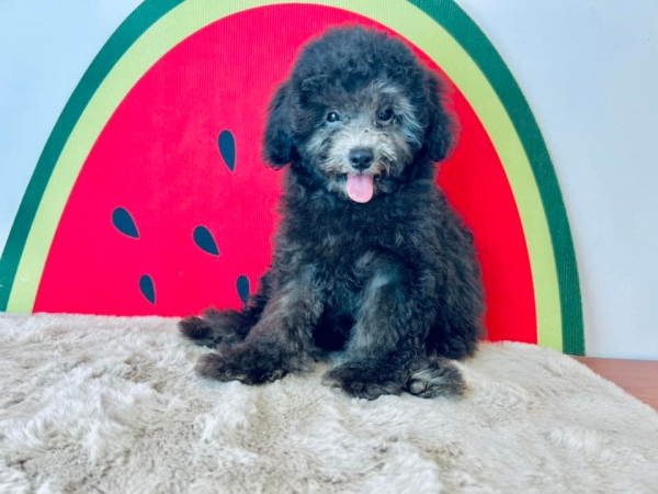 Toy Poodle - Silver (Male) Available Puppy For Sale/Booking Selangor, Malaysia, Kuala Lumpur (KL), Setia Alam Services | Keegan's Pets (Precious Pet)