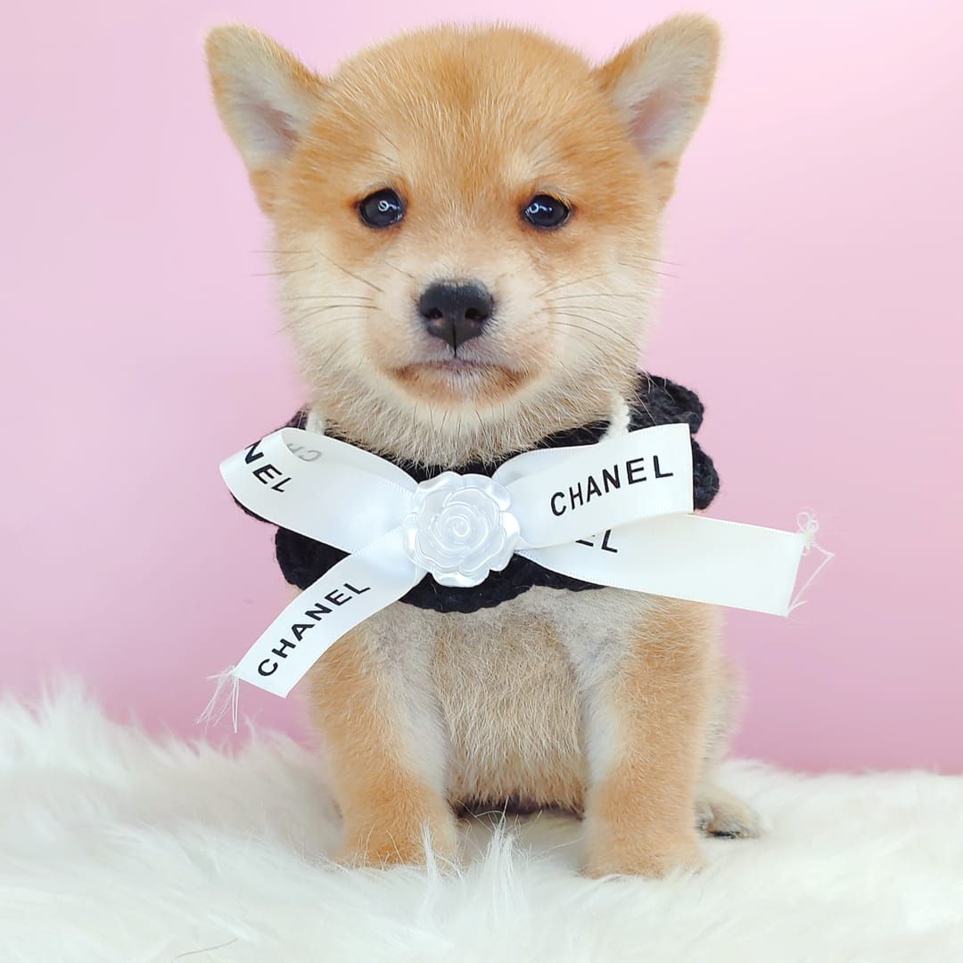 MameShiba Inu 豆柴柴犬