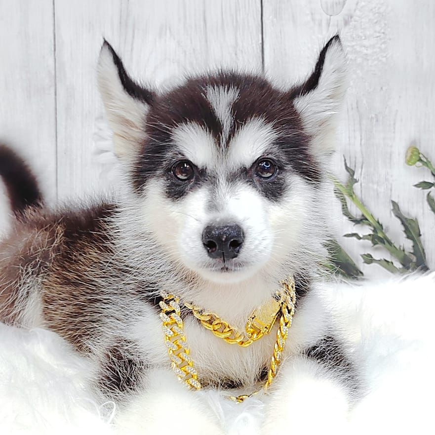 Alaskan Husky 阿拉斯加哈士奇