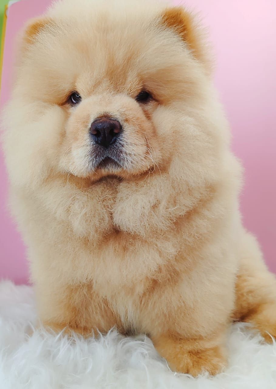 Chow Chow 松狮犬