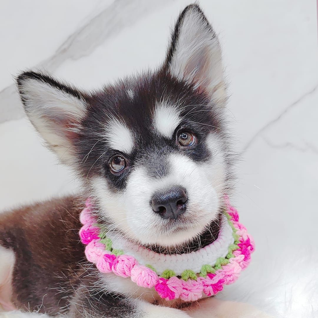 Alaskan Husky 阿拉斯加哈士奇