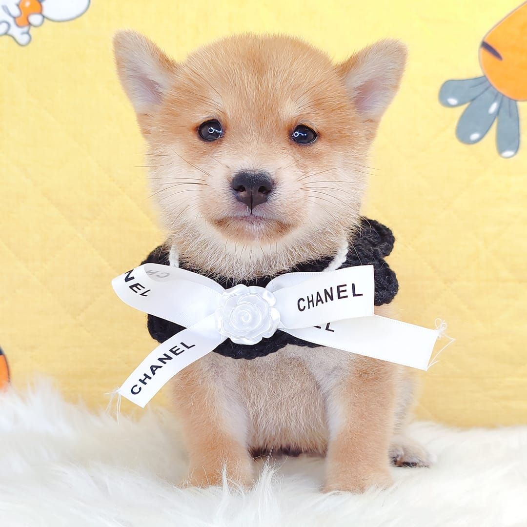 MameShiba Inu 豆柴柴犬
