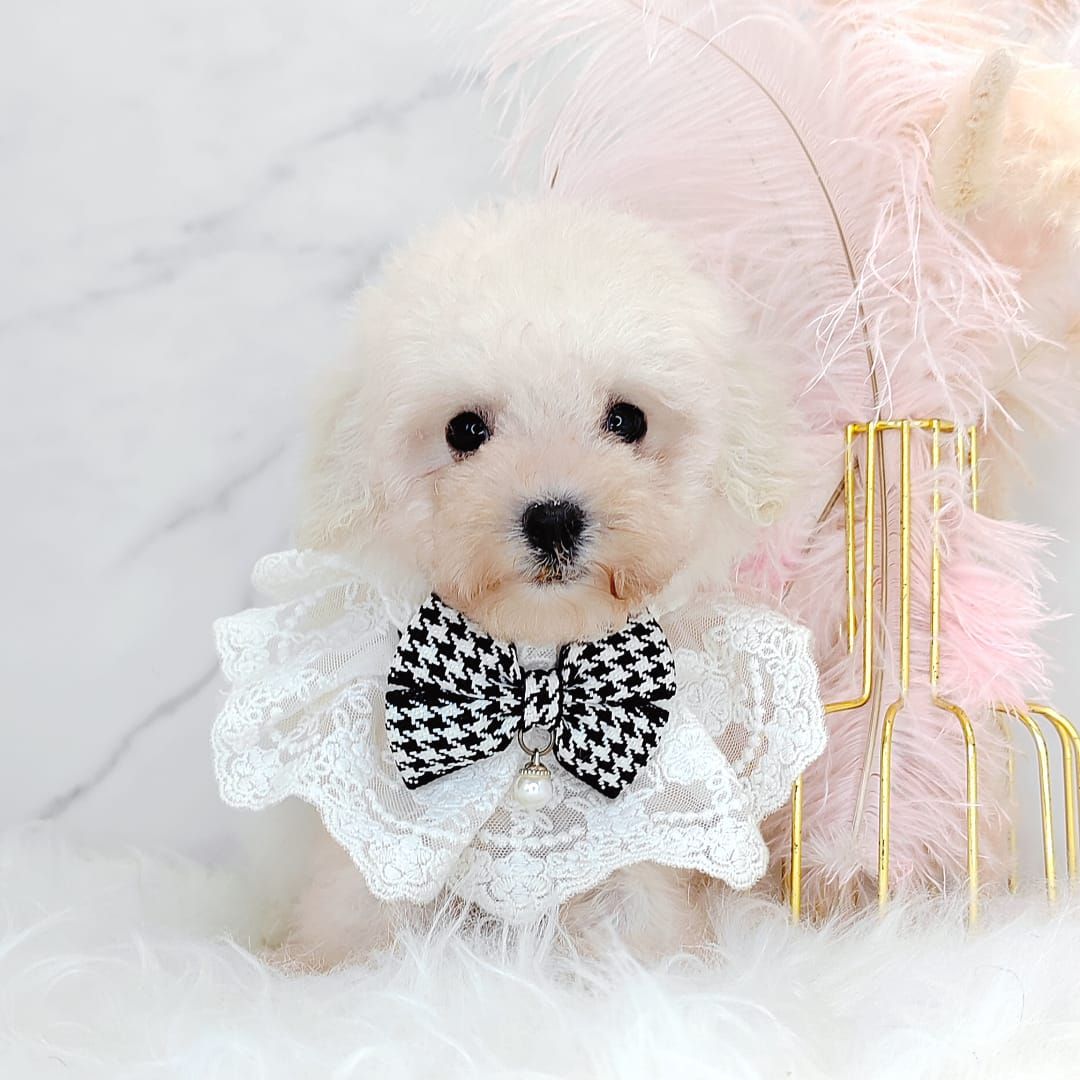 Maltipoo 马尔泰迪
