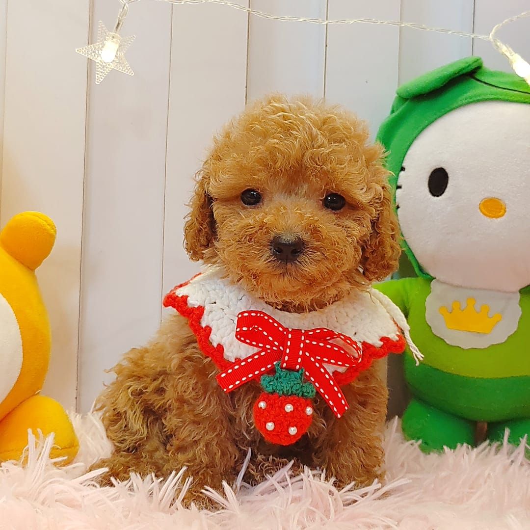 Poodle 娉拌开璐靛