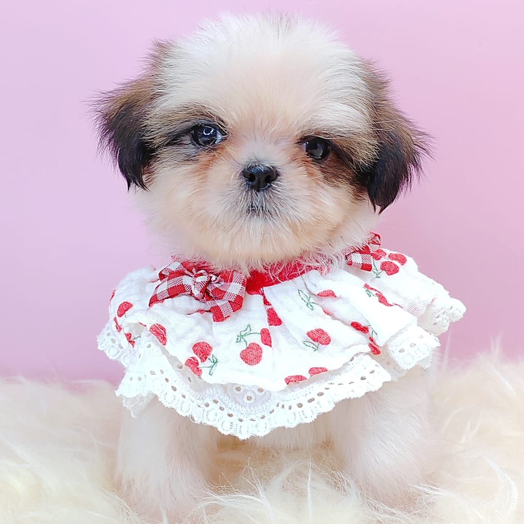 Shih Tzu 西施