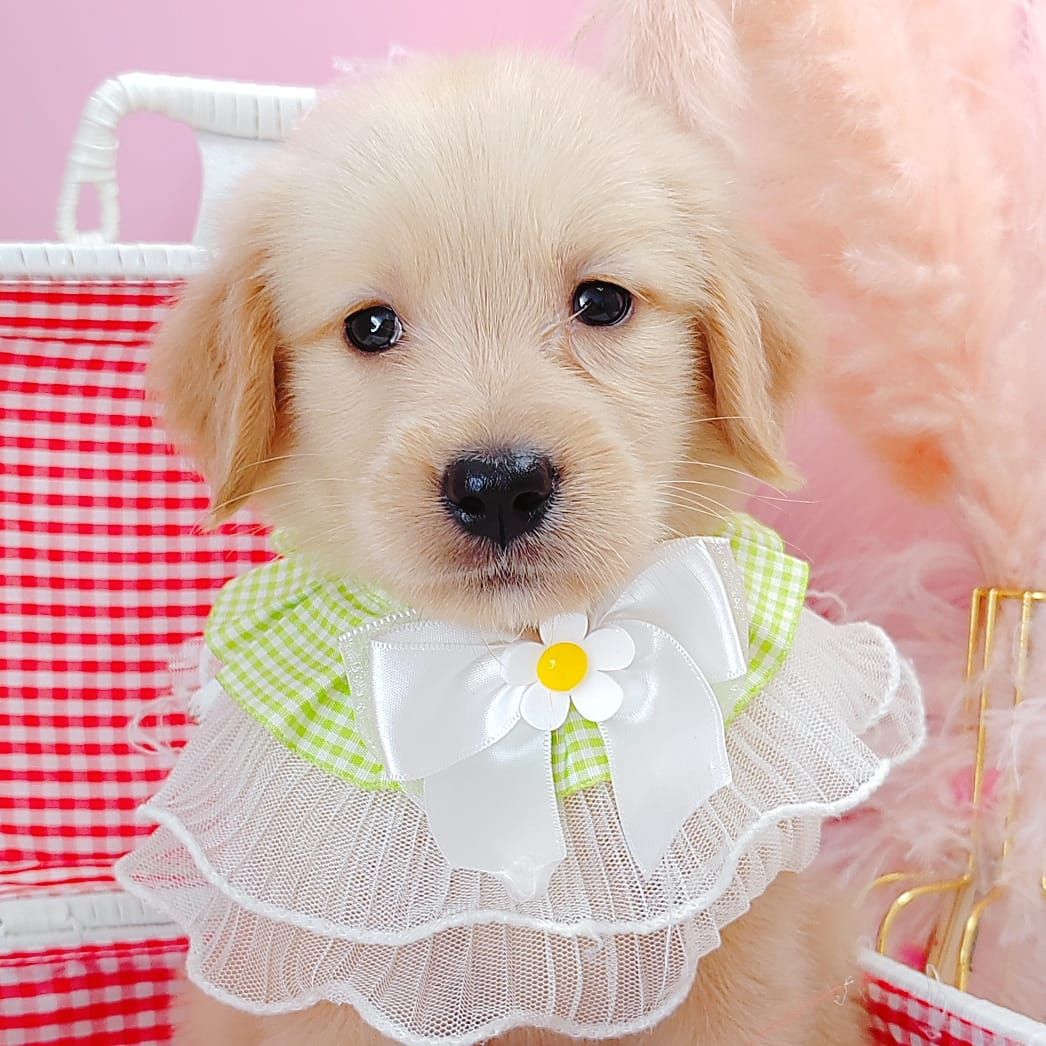 Golden Retriever 黄金猎犬