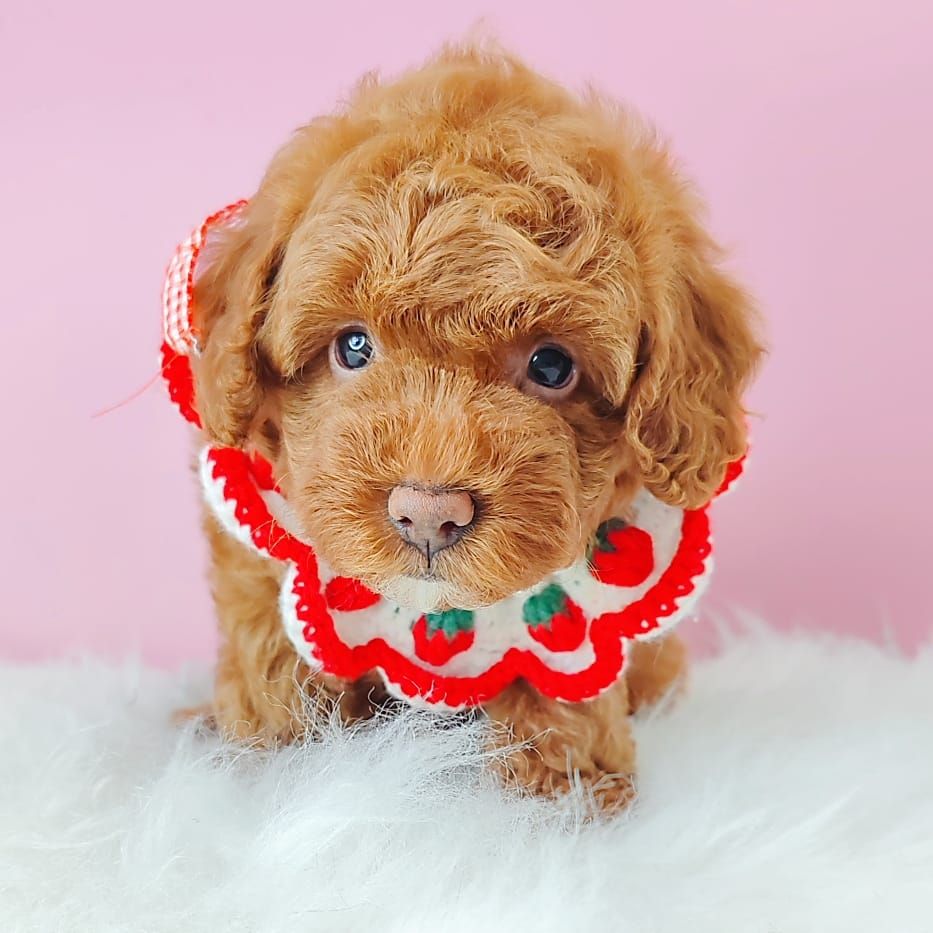 Poodle 娉拌开璐靛