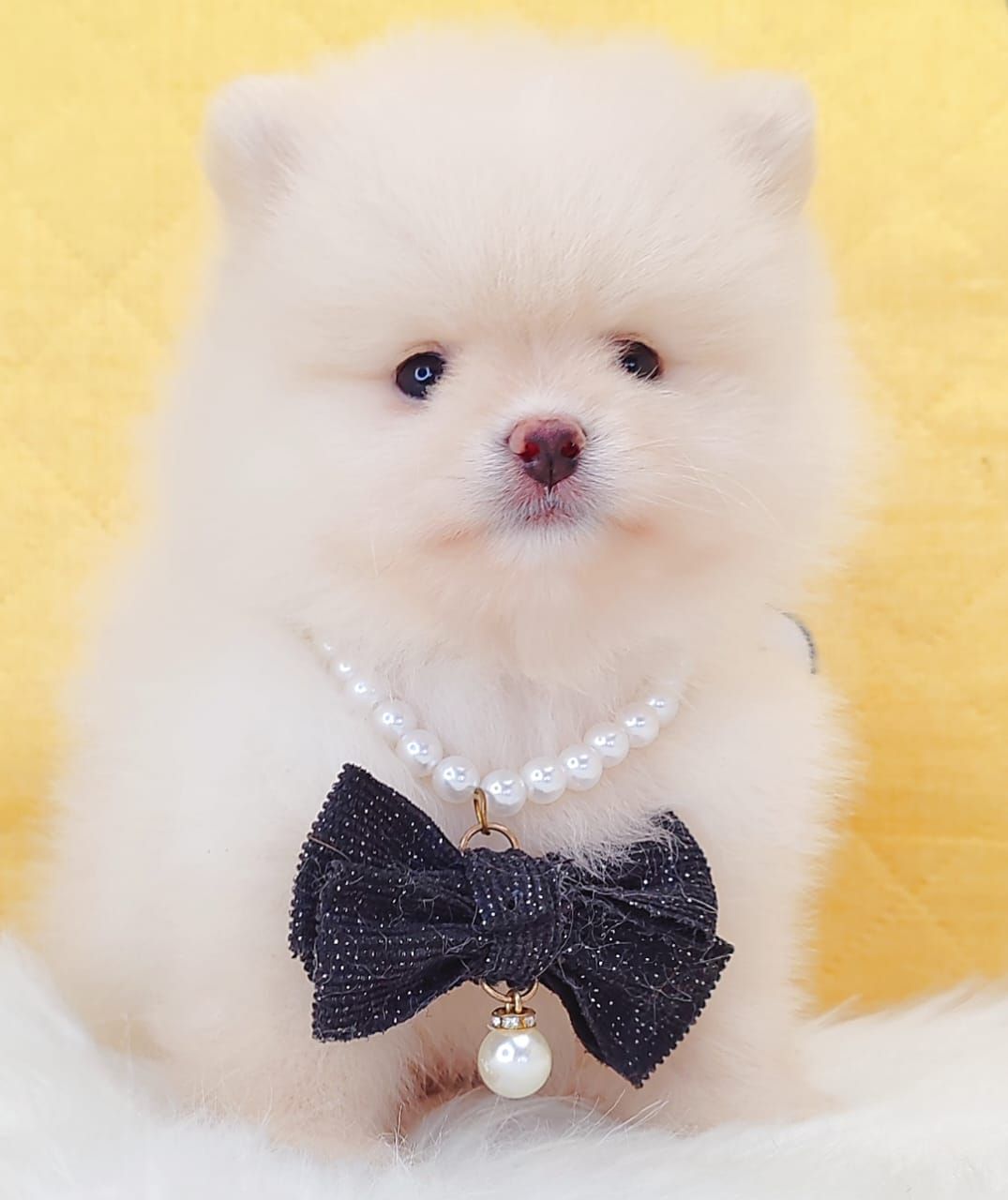 Pomeranian 博美