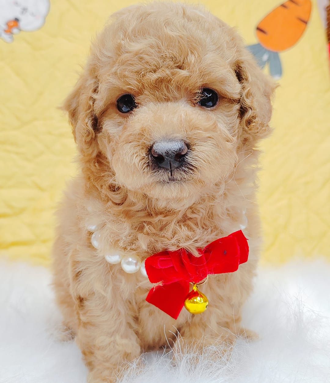 Poodle 娉拌开璐靛