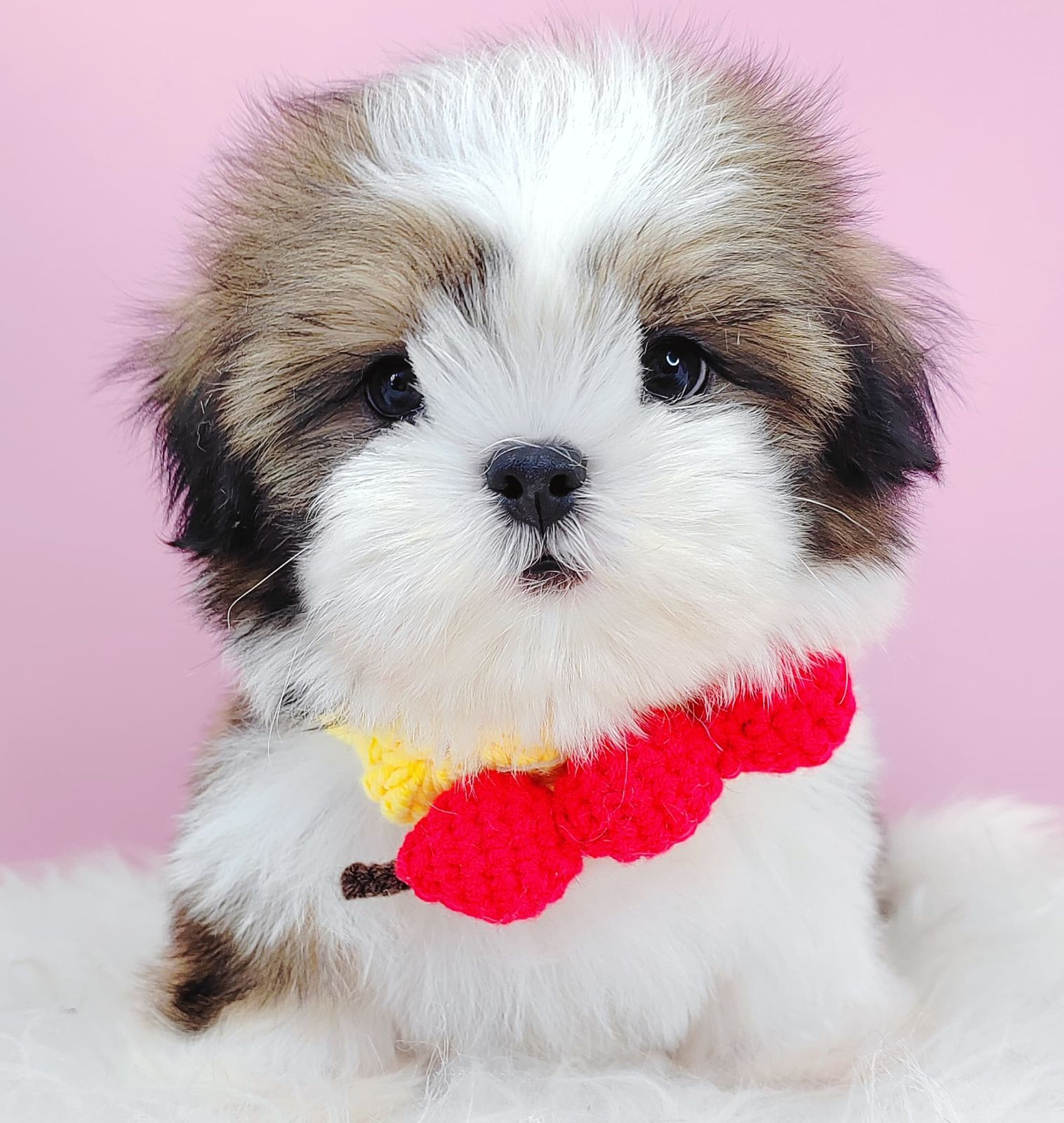 Shih Tzu 西施