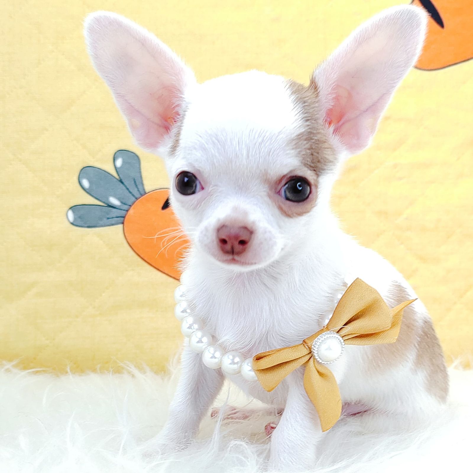 Chihuahua 吉娃娃