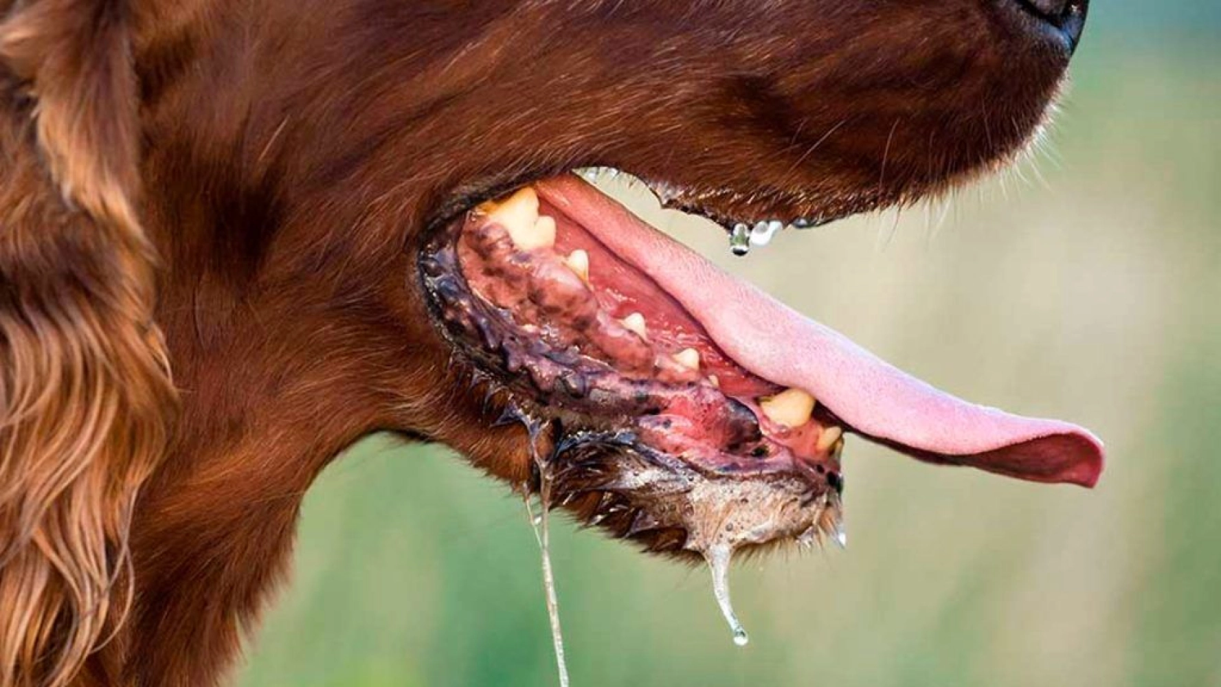 Apa Itu Rabies atau Penyakit Anjing Gila?