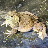 Katak Bullfrog 田鸡