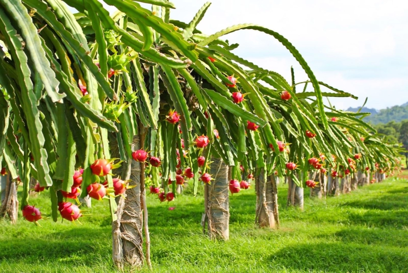 The Most Trusted Wholesaler for Dragon Fruit in Singapore
