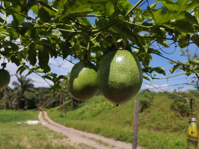 Passion Fruits: The Natural Fighter Against Cancer Cells