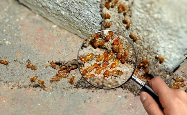 Termite Inspection
