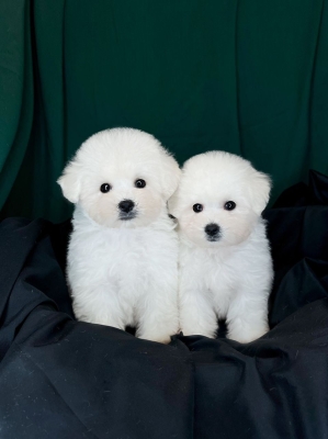 Bichon Frise - White (Female)