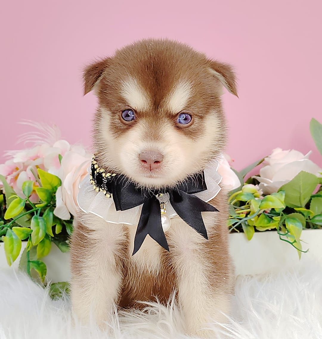 Pomsky 博士奇