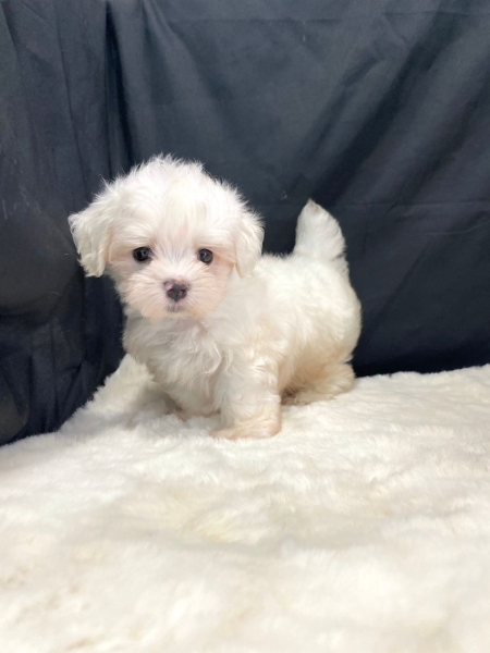 Premium Maltese - White (Male) Available Puppy For Sale/Booking Selangor, Malaysia, Kuala Lumpur (KL), Setia Alam Services | Keegan's Pets (Precious Pet)