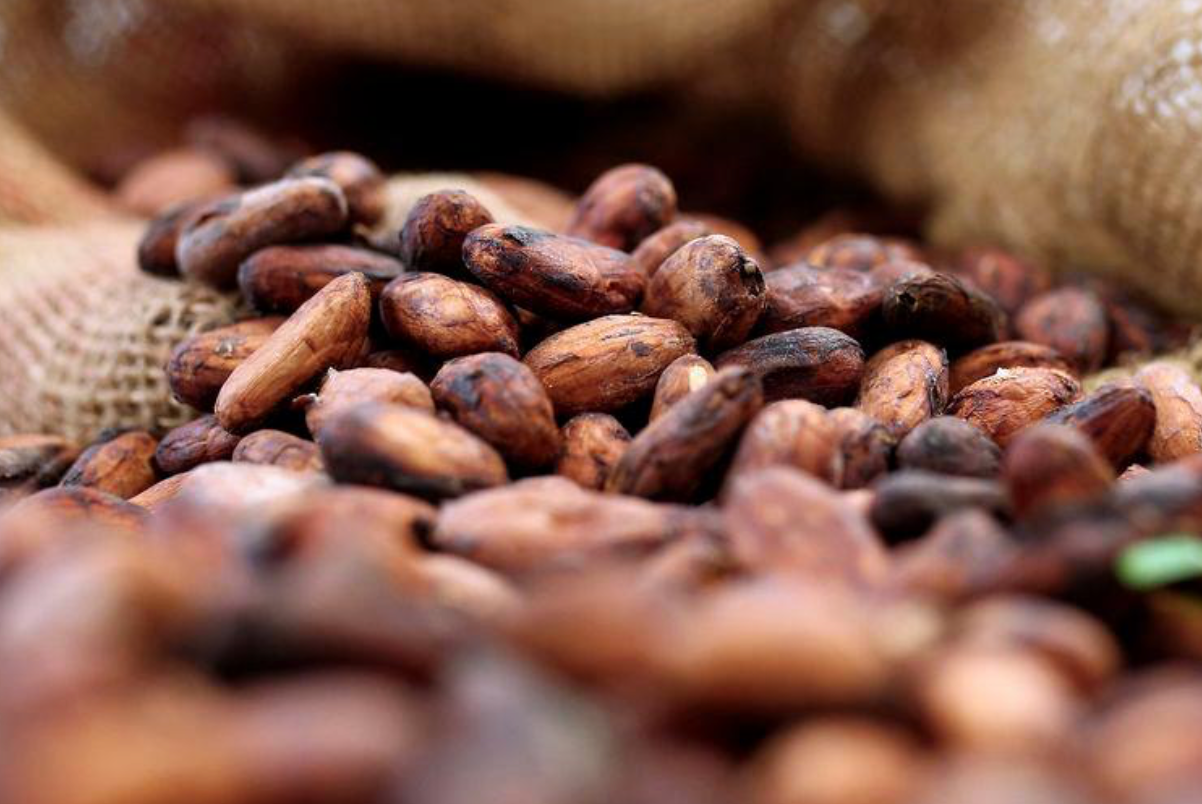 Malaysian Cocoa Board targets 10,000 hectares of cocoa plantations nationwide within five years