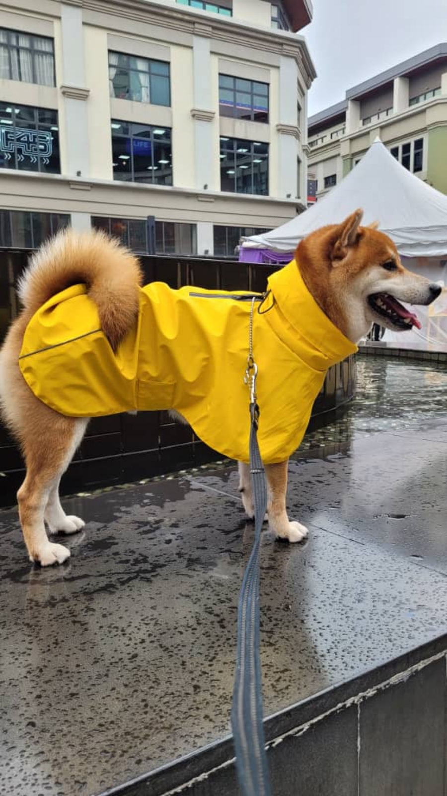 RAINCOAT FOR DOGS, CAT RAINCOAT, LARGE DOG RAINCOAT, PUPPY RAINCOAT XXXL 狗狗雨衣、貓雨衣、大狗雨衣、小狗雨衣 XXXL