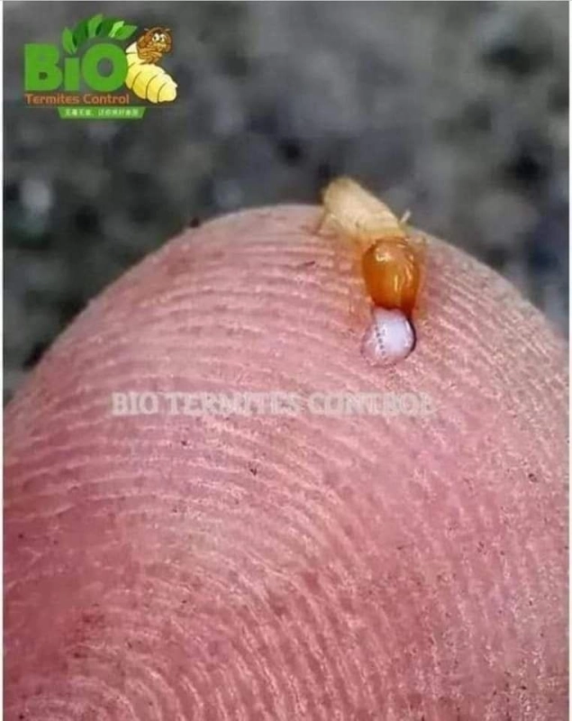 Bagaimana anai-anai membuat laluan ke dalam rumah?