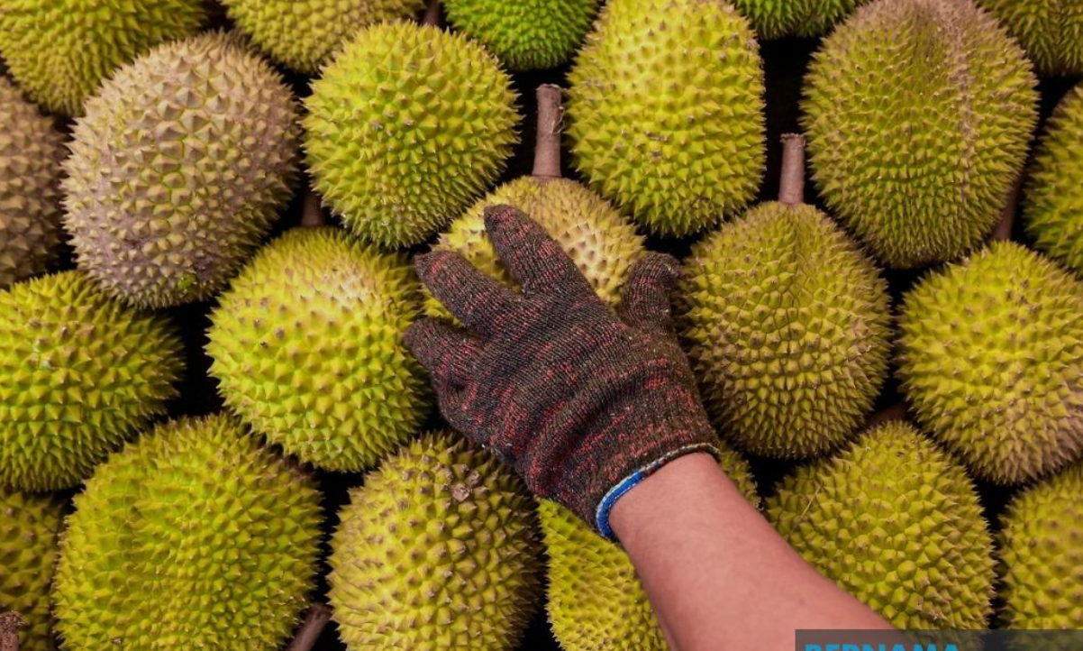 Fresh durian export to China to commence in Q3 2024