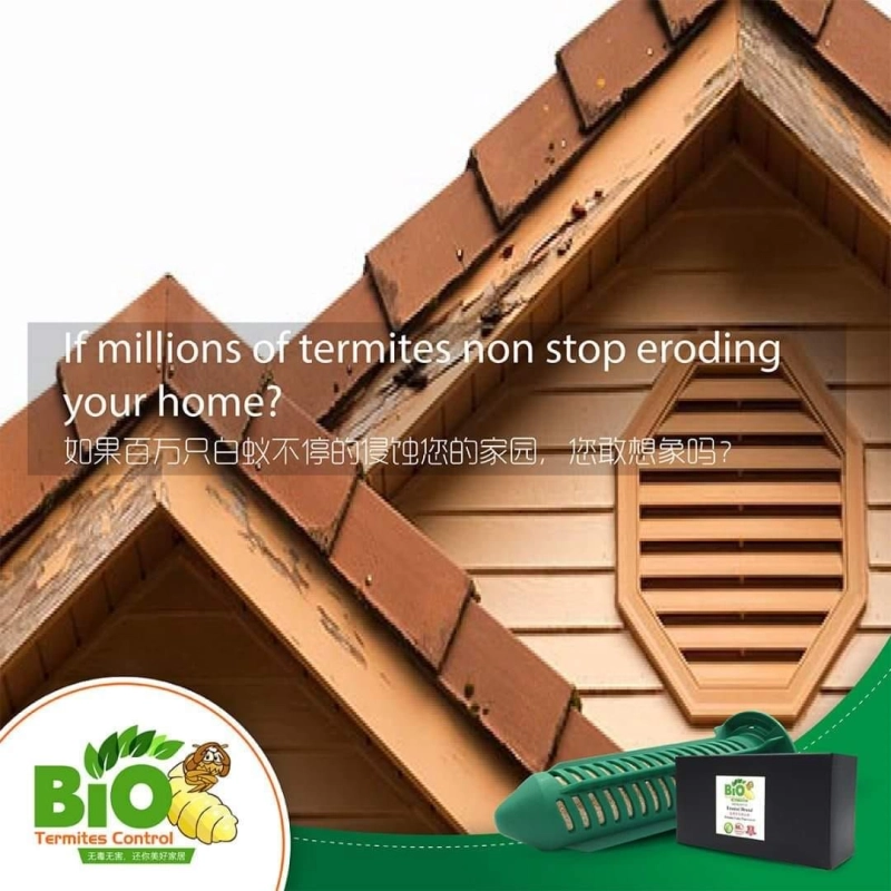 Termites Non Stop Eroding