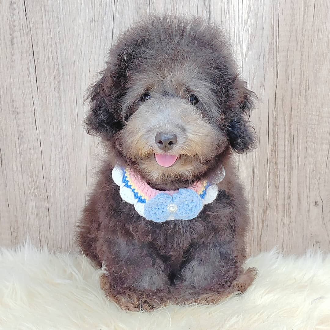 Poodle 娉拌开璐靛
