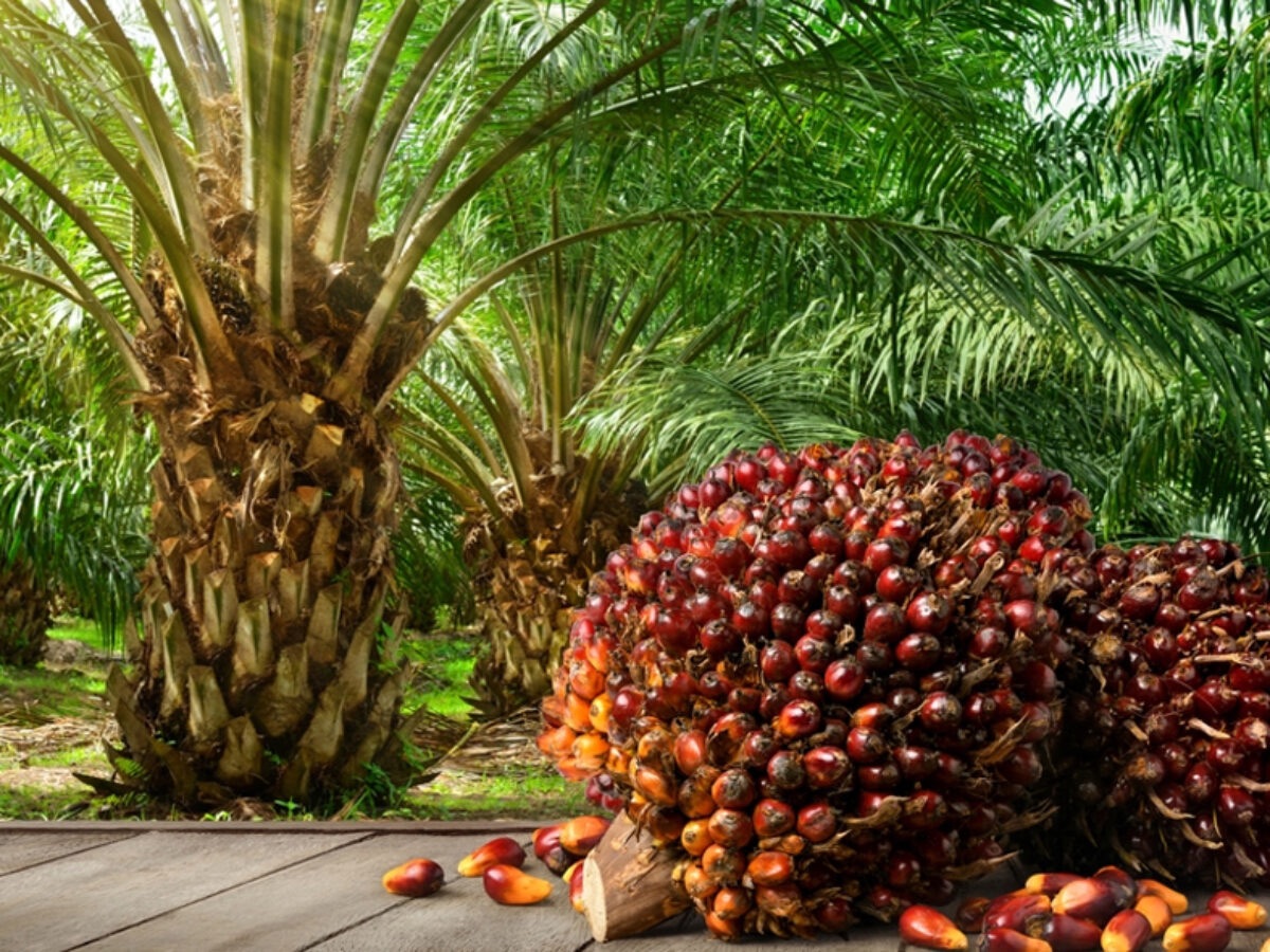 Malaysia secures over RM230 mln in palm oil trade deals during recent China visit