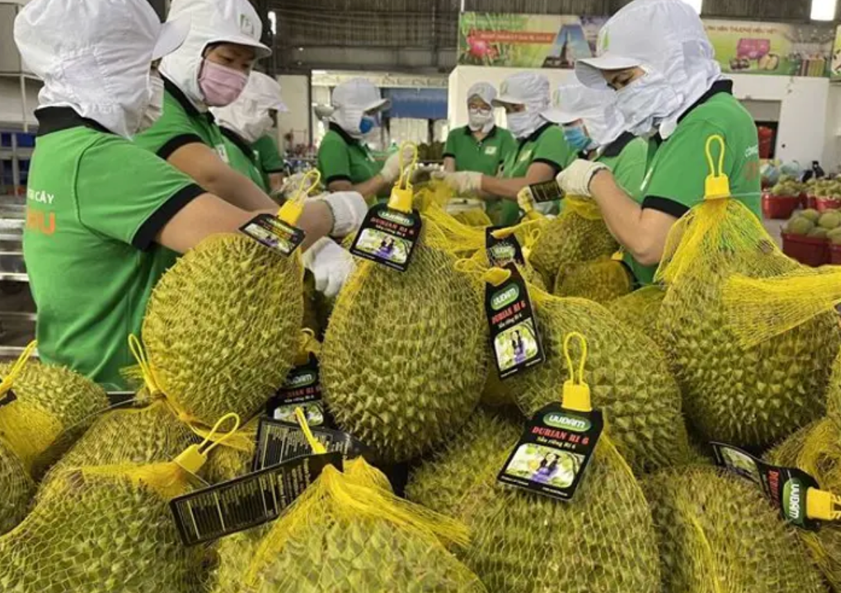 Vietnam’s durian exports to reach 3.5 bln USD in 2024 amid favorable conditions