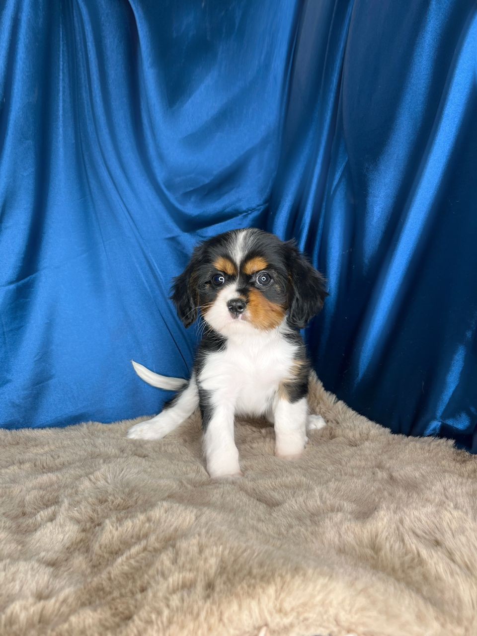 Cavalier King Charles Spanie (Tri) -Female
